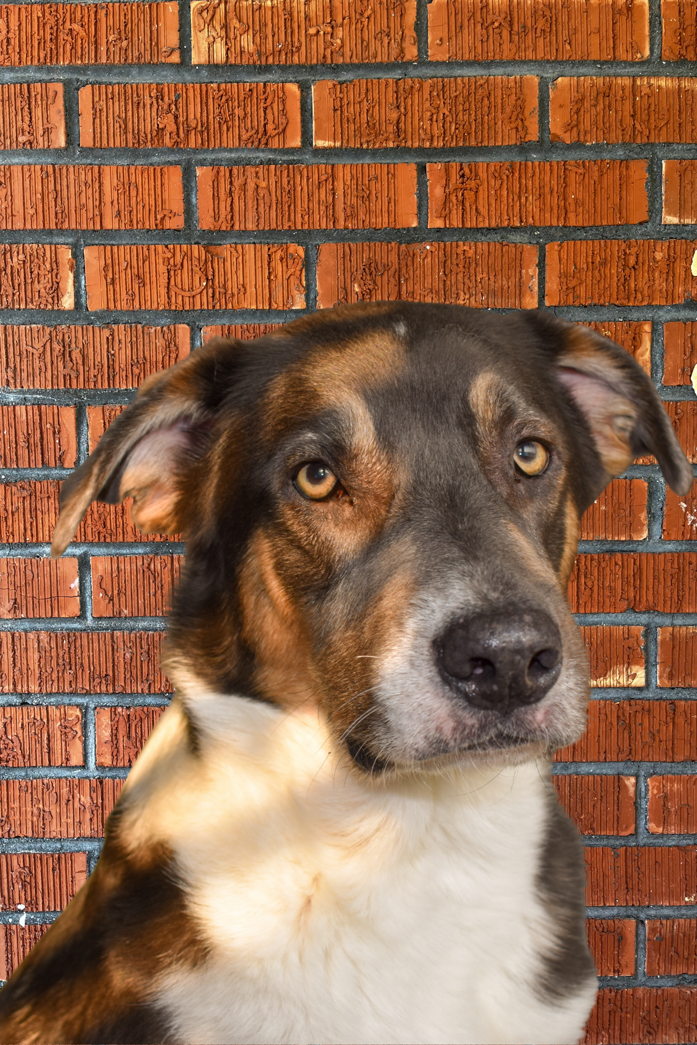 Untitled design-2.png