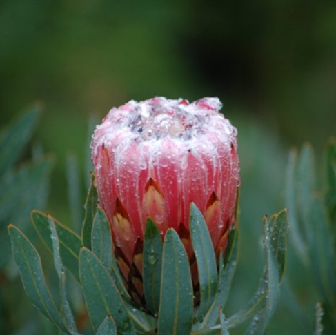 Protea Polar Blush