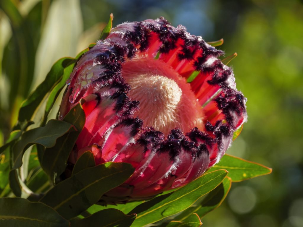 pink neriifolia 2.jpeg