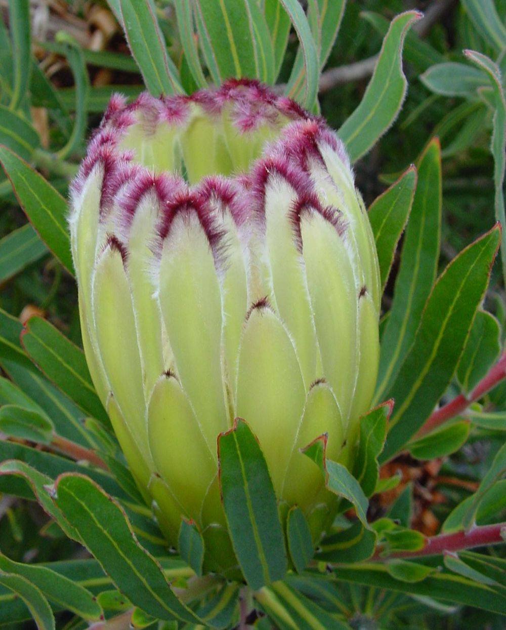 Protea Limelight