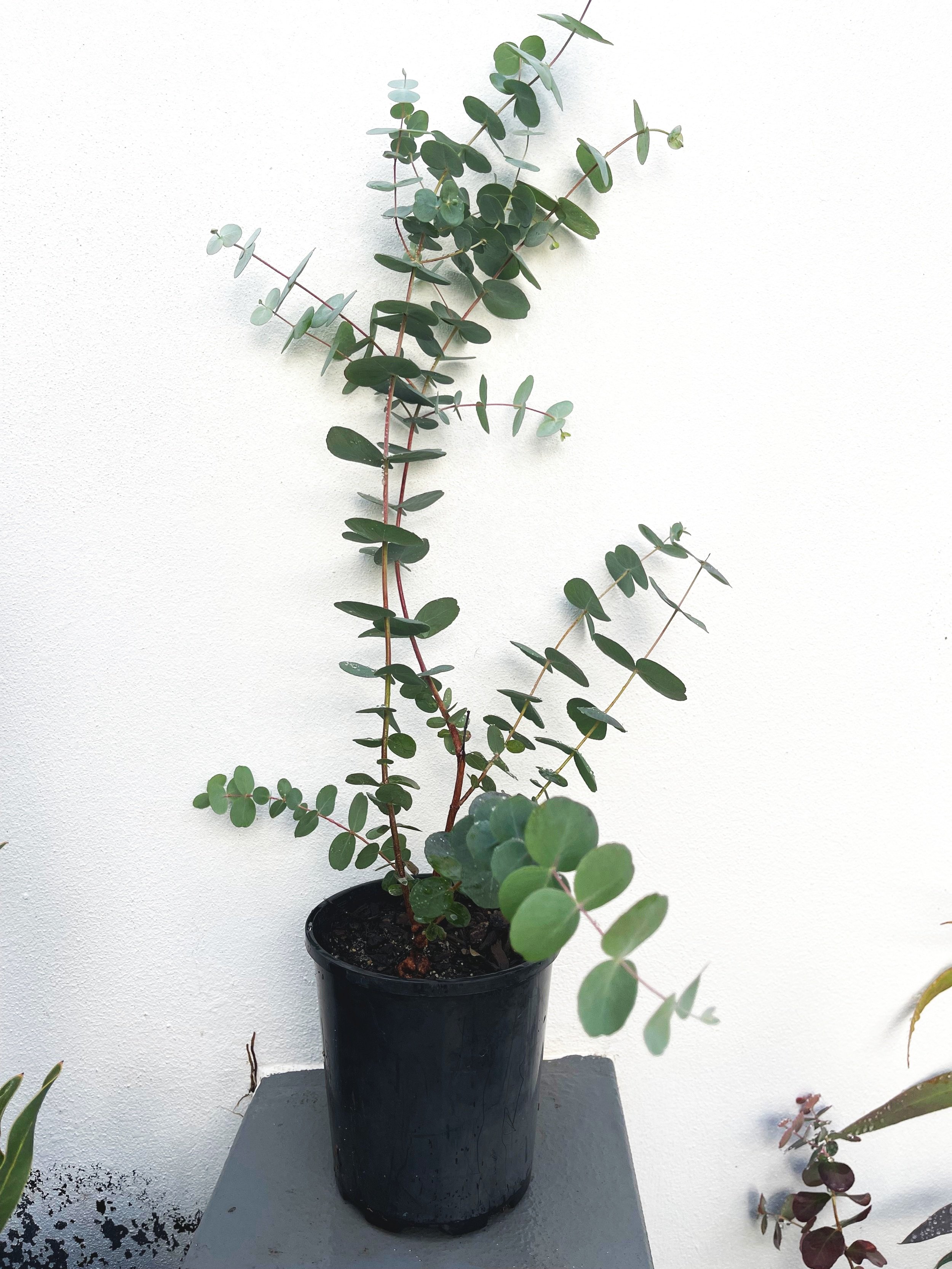 Baby Blue Eucalyptus