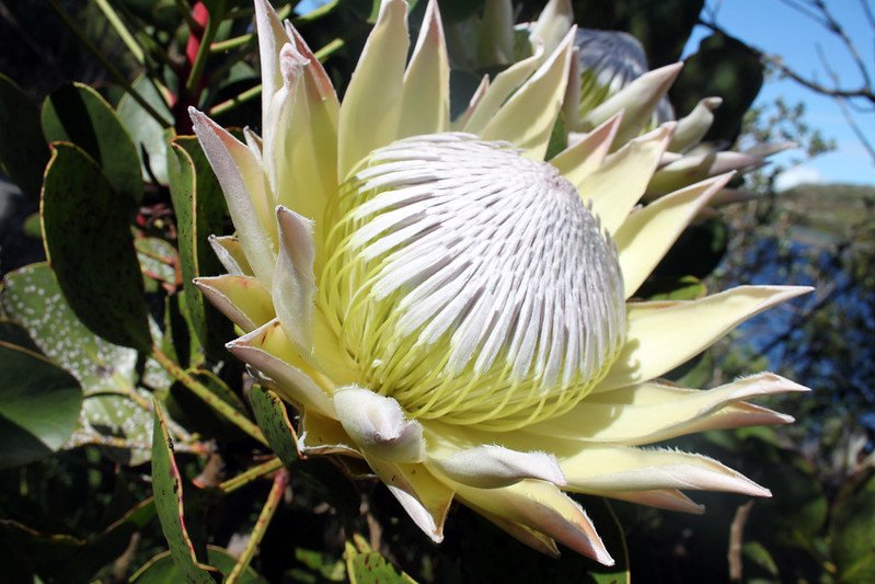 Protea White King