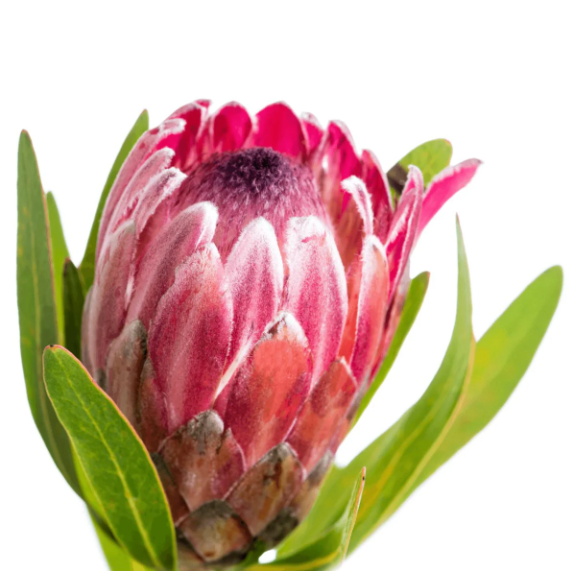 pink cream 2.png