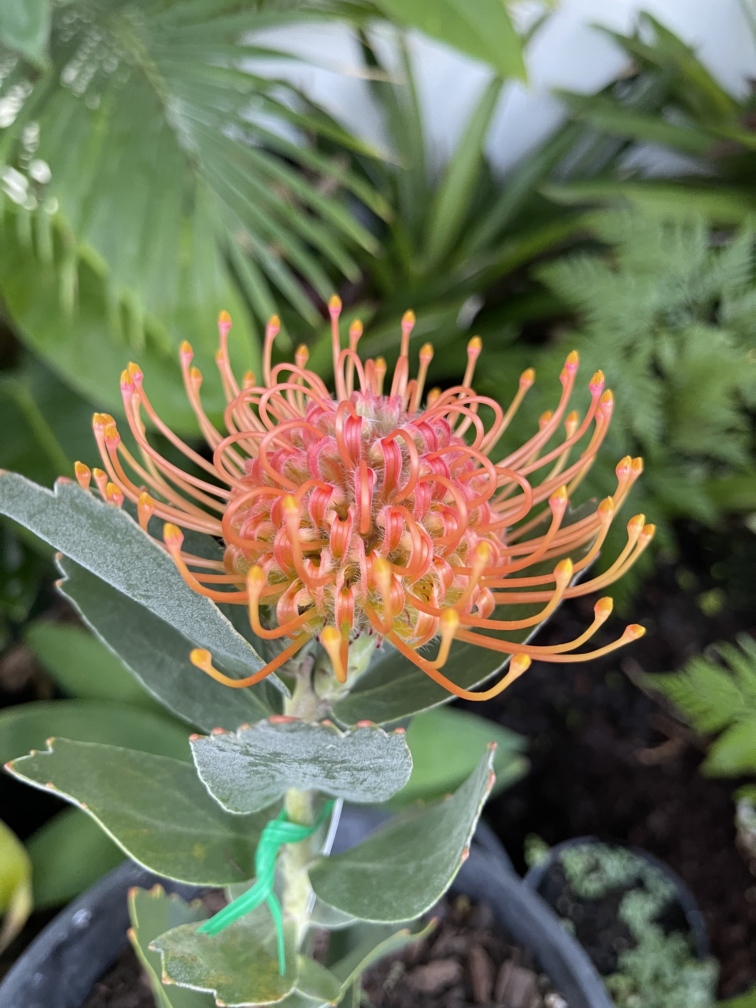 Leucospermum Cordifolium