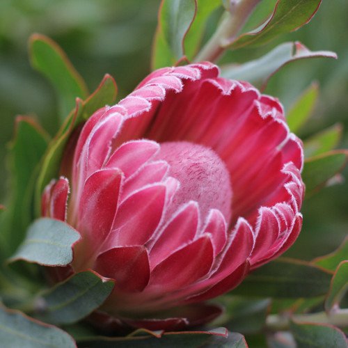 Protea Pink Cream