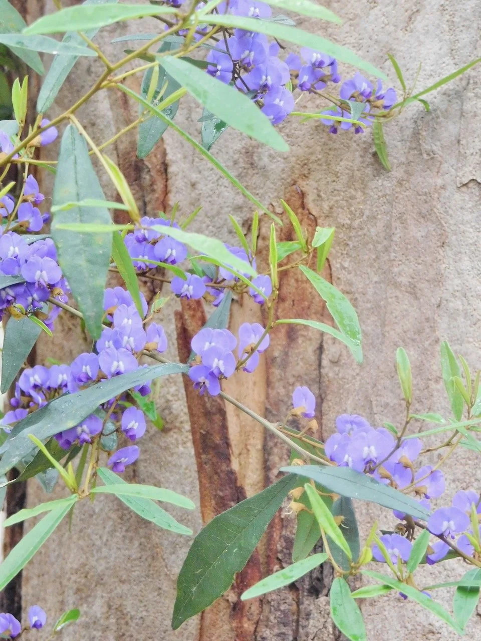 oval-leafed-hovea-pemberton.jpeg