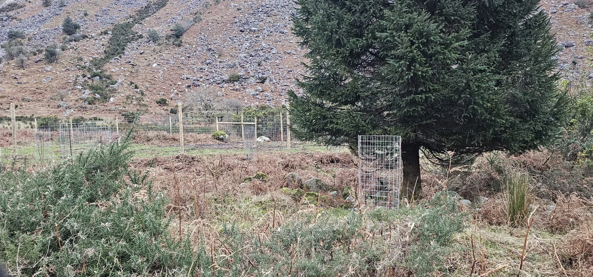 Avonbeg River Tree Planting 10Jan2026 - 9.jpeg
