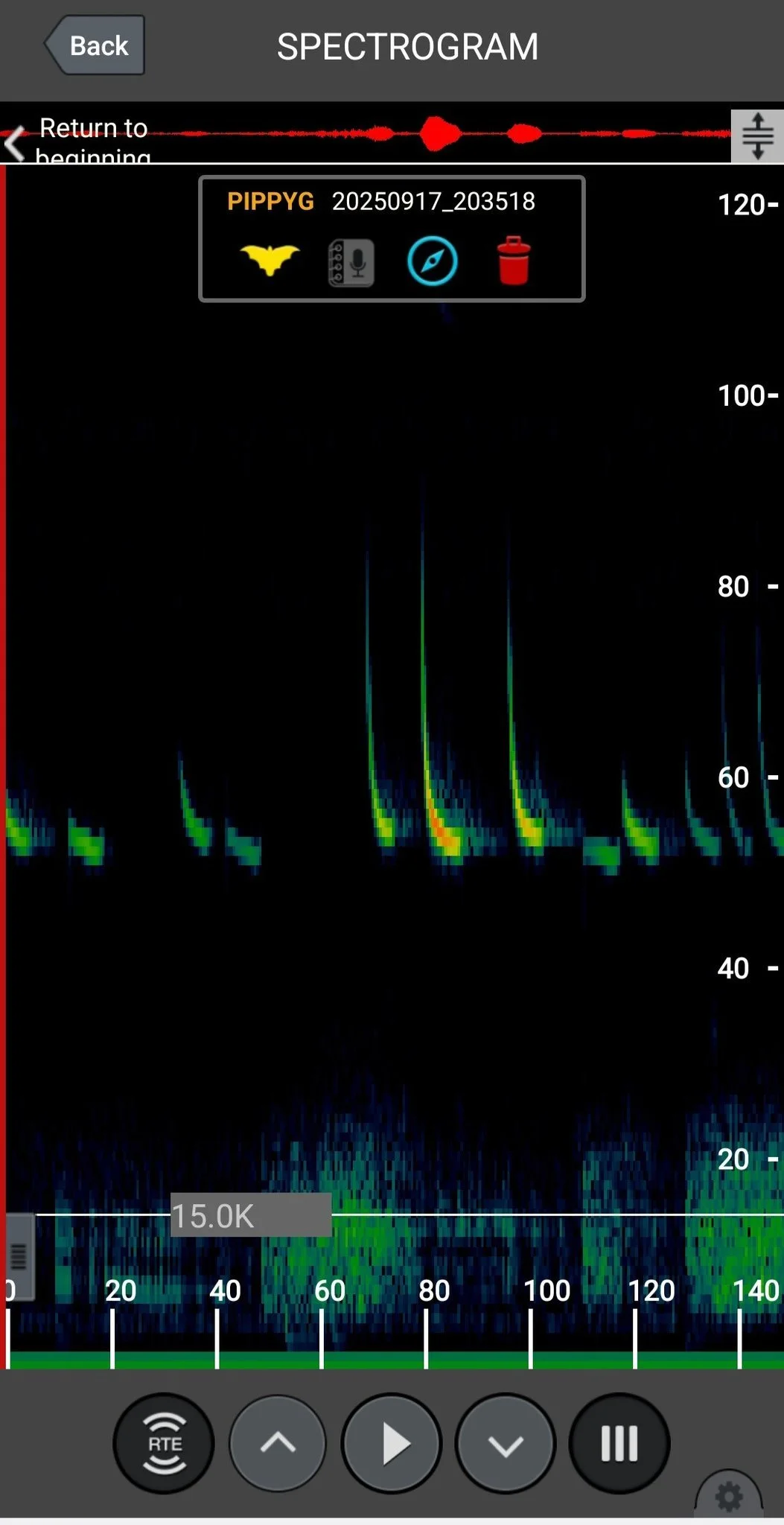 Spectrogram of a Pipistrelle's echolocation