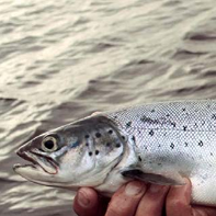 Fish in the Avoca–Avonmore Catchment
