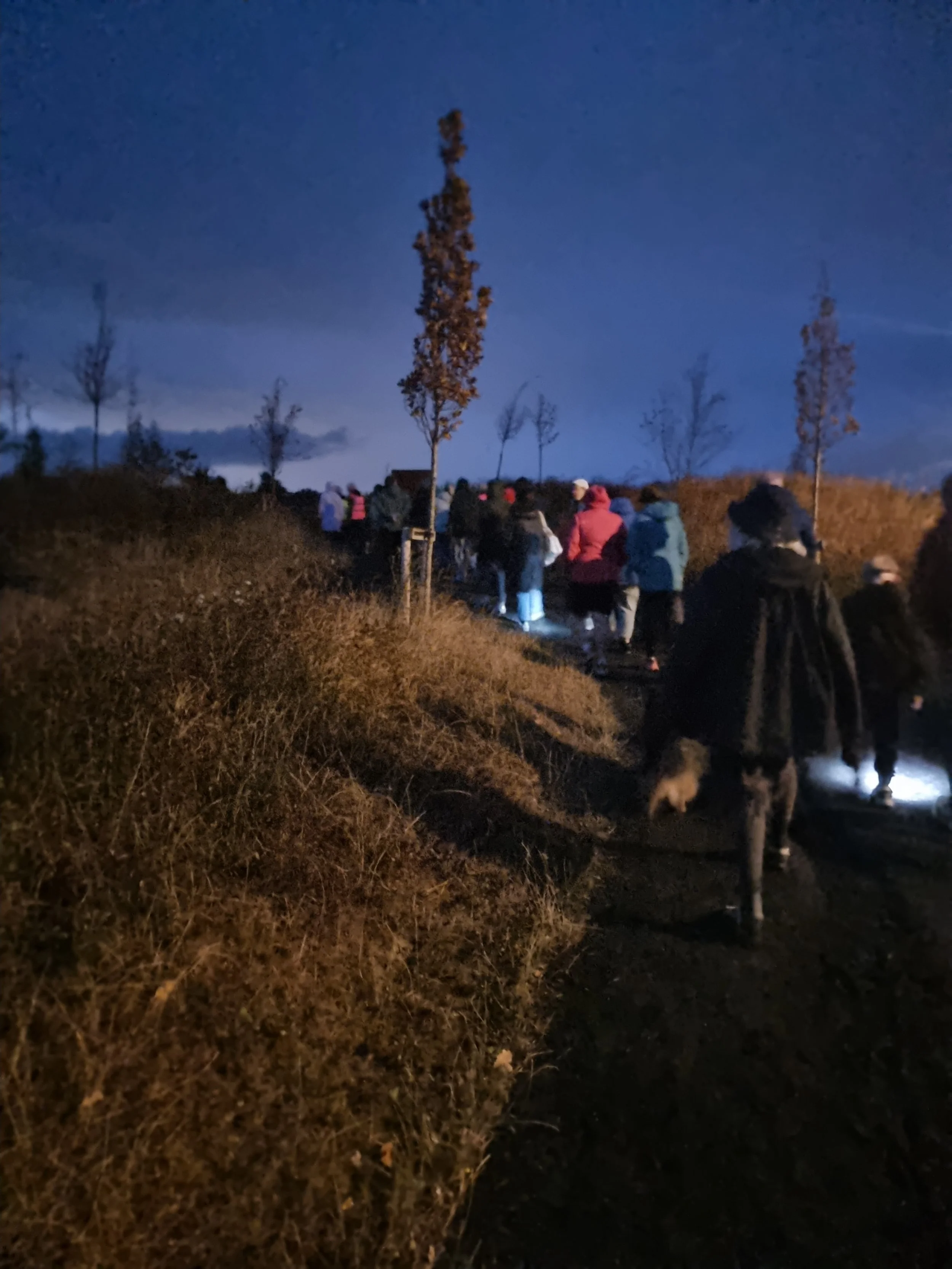 Things That Go Bump in the Night: A Resounding Success for Newtownmountkennedy Bat Walk