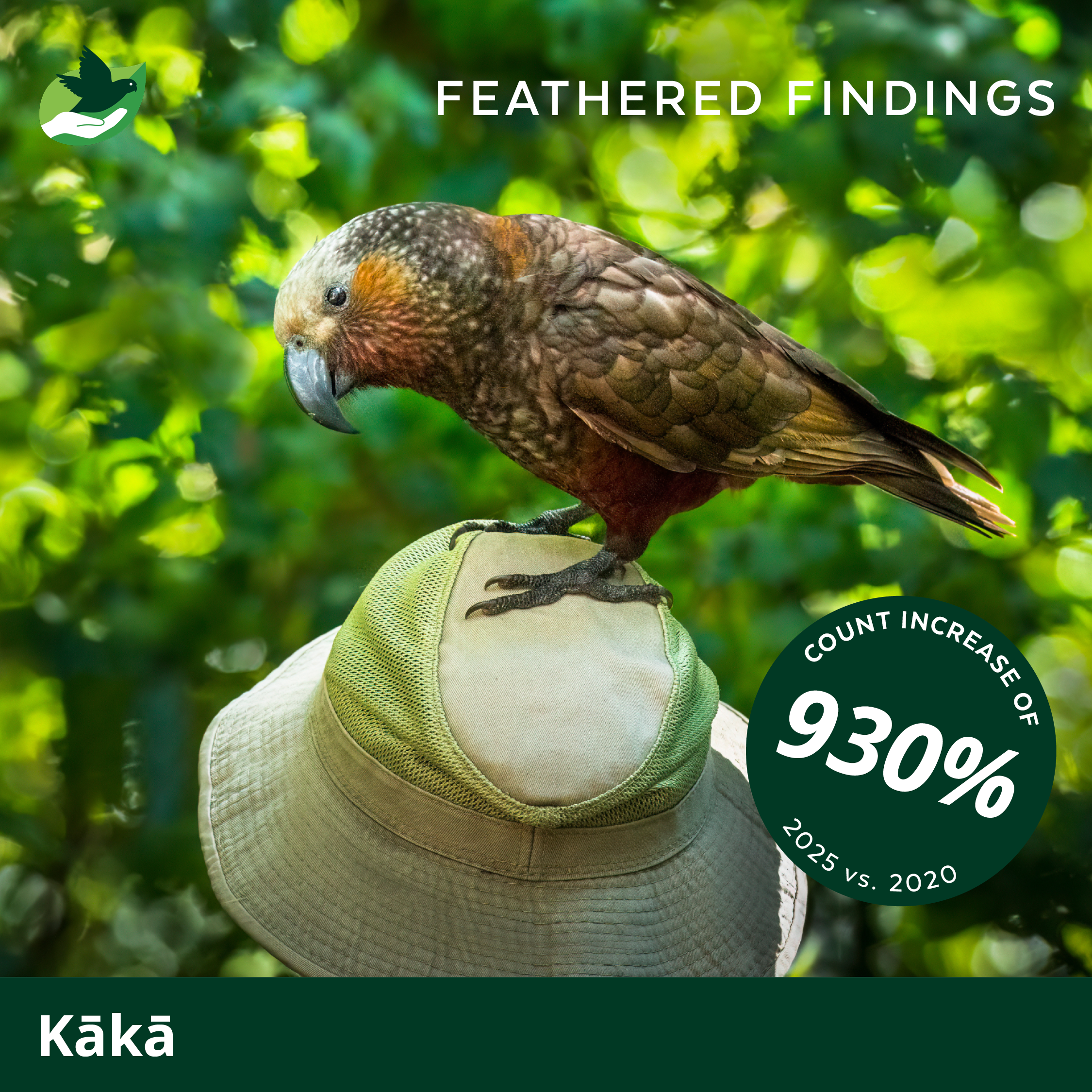 Photo of a dark brown and orange bird perched on a green hat with a leafy blurred background. The text 'Feathered Findings' is at the top and a circle at the bottom right indicates a 930% increase in count for 2025 compared to 2020.