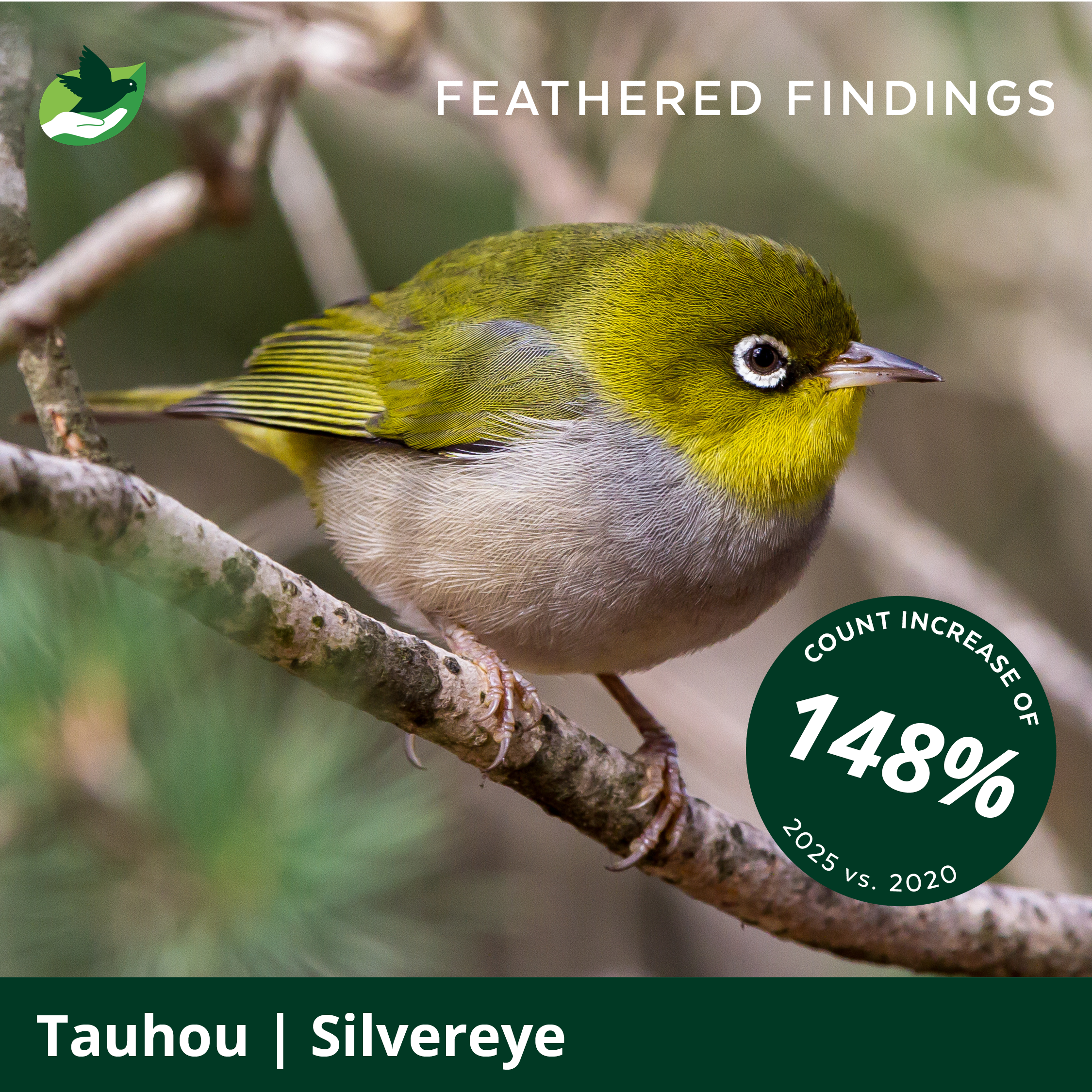 A small bird with green, yellow, and gray feathers perched on a tree branch. It has a white ring around its eye and a pointed beak. The image contains text indicating it is a silveryeye bird, with a 148% increase in its population from 2020 to 2025.