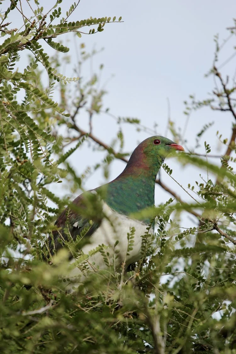 TKOW-CharliesChats-Kereru.jpeg