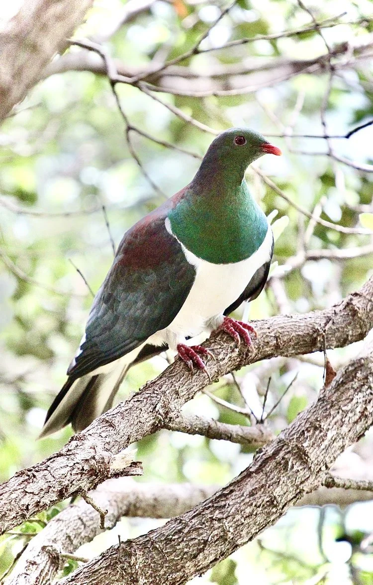 TKOW-CharliesChats-Kereru2.jpeg