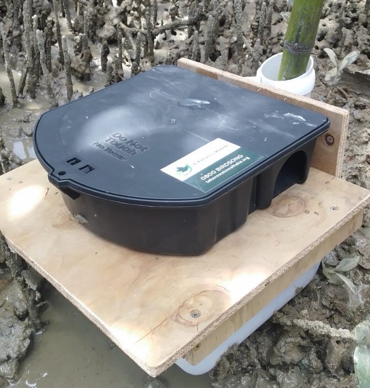 Mangrove+bait+station+4.jpeg