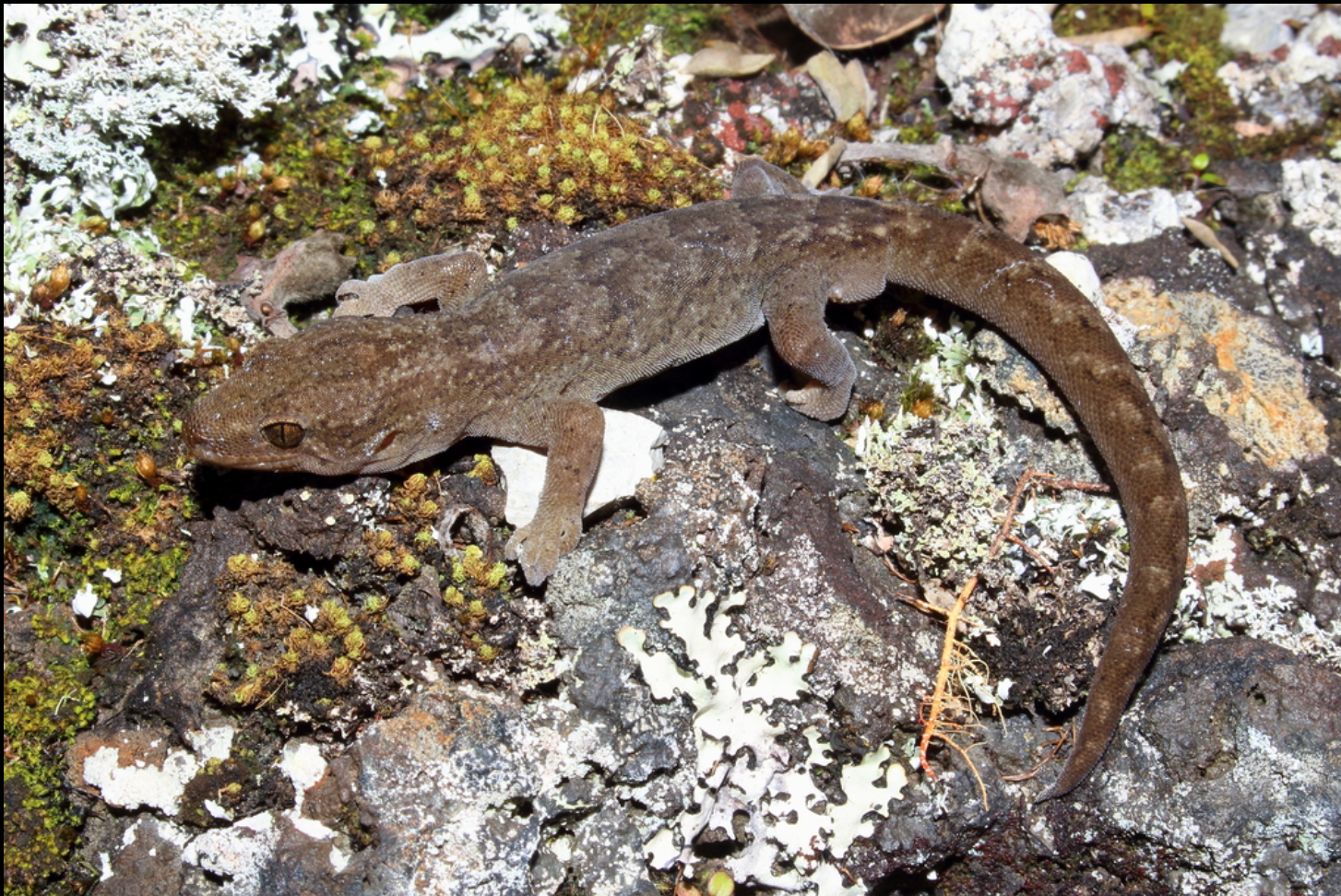 RaukawaGecko-CommonGecko-TimothyHarker.png