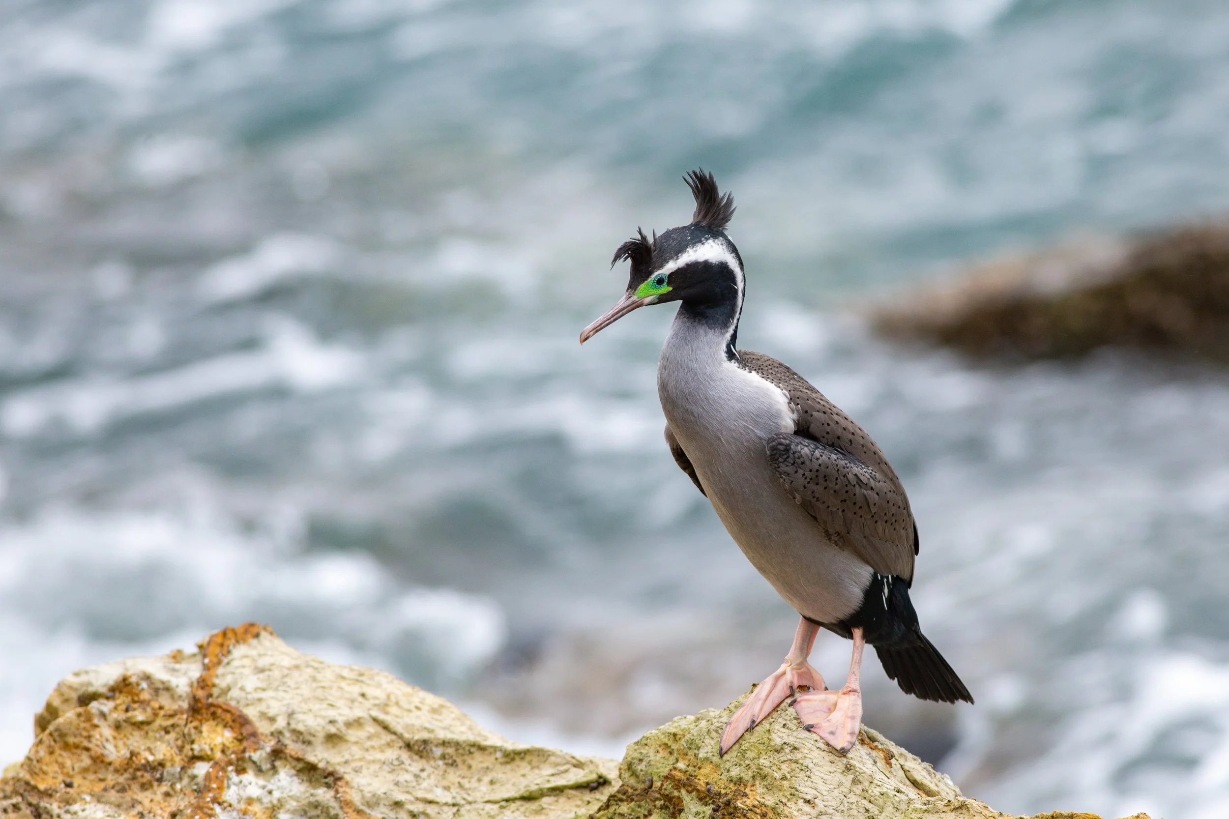 Aotearoa's Seabird Superhighway: Why the Hauraki Gulf is a Global Treasure
