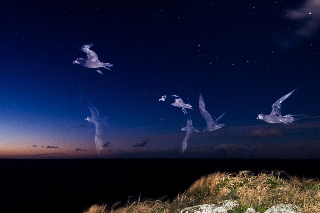 Aotearoa’s Seabird Superhighway: Meet the Ōi (Grey-faced Petrel)