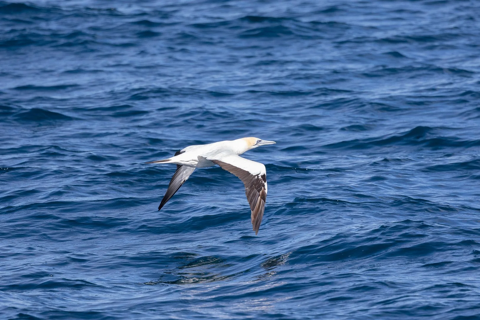 Aotearoa’s Seabird Superhighway: Meet the Tākapu (Australasian Gannet)