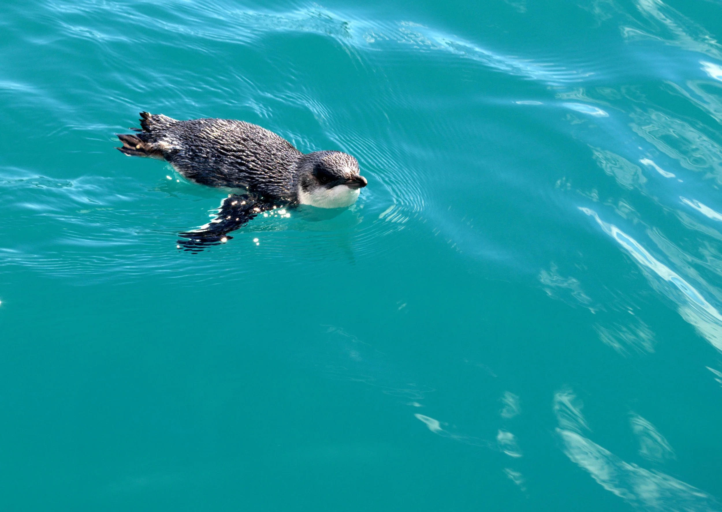 Aotearoa’s Seabird Superhighway: Meet the Kororā (Little Blue Penguin)