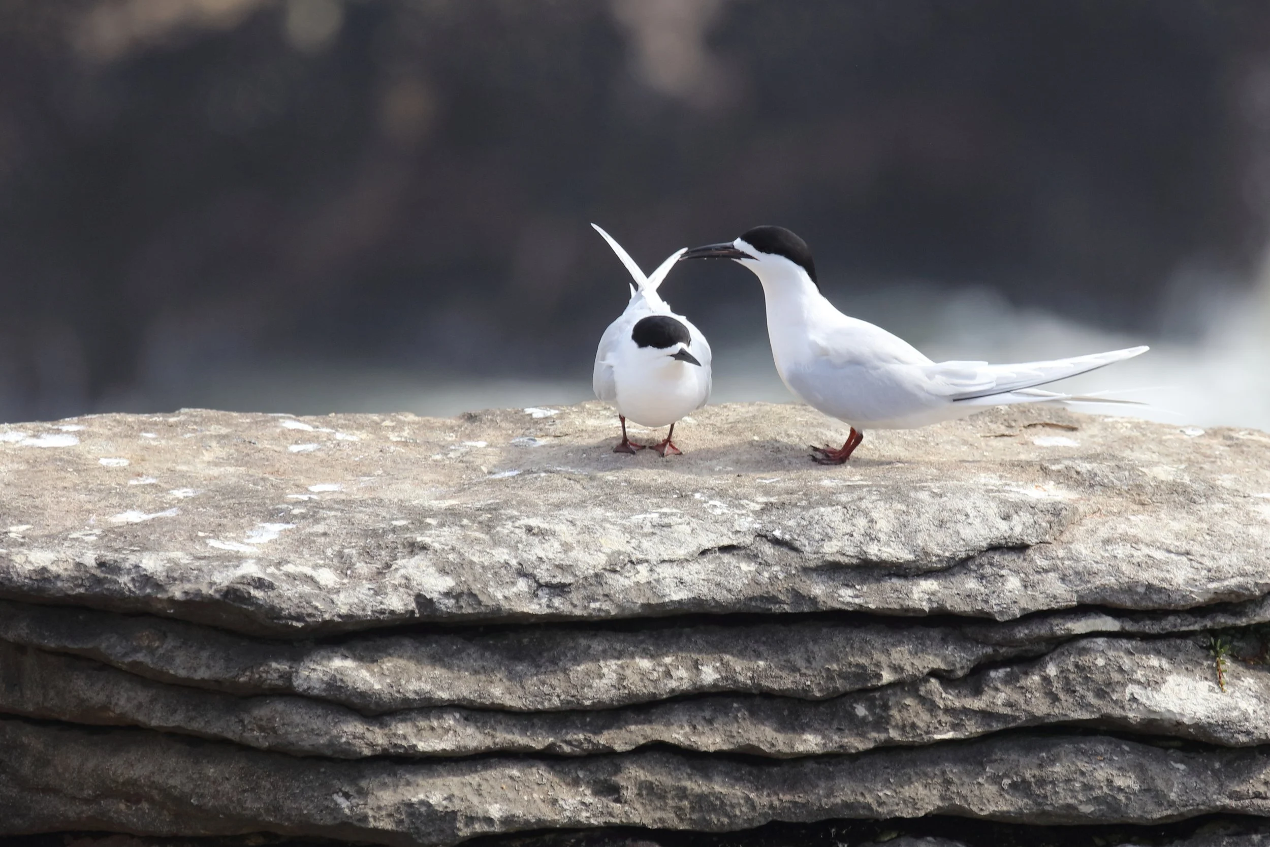 Aotearoa’s Seabird Superhighway: Meet the Tara (White-fronted tern)