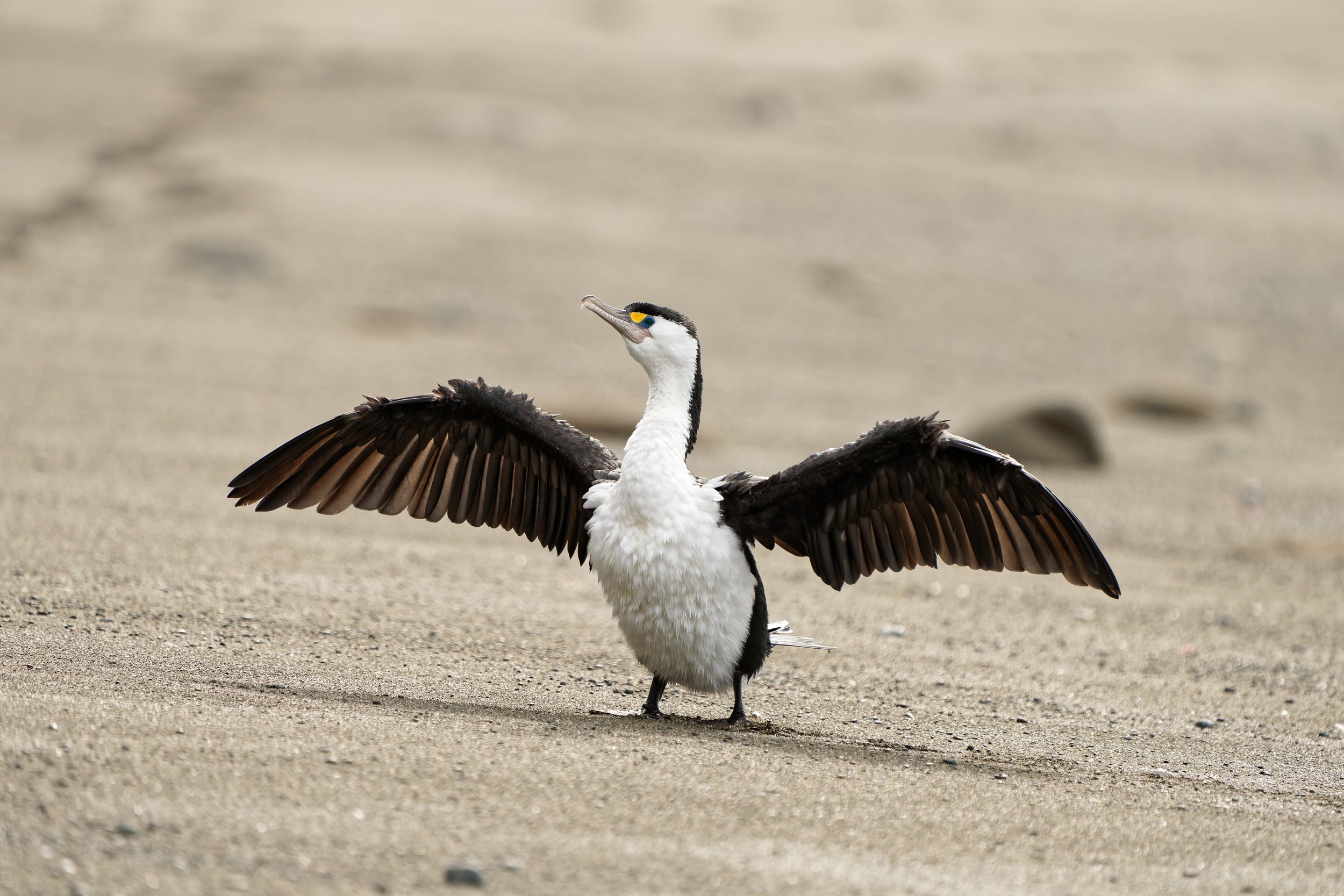 Aotearoa’s Seabird Superhighway: Meet the Kāruhiruhi (Pied Shag)