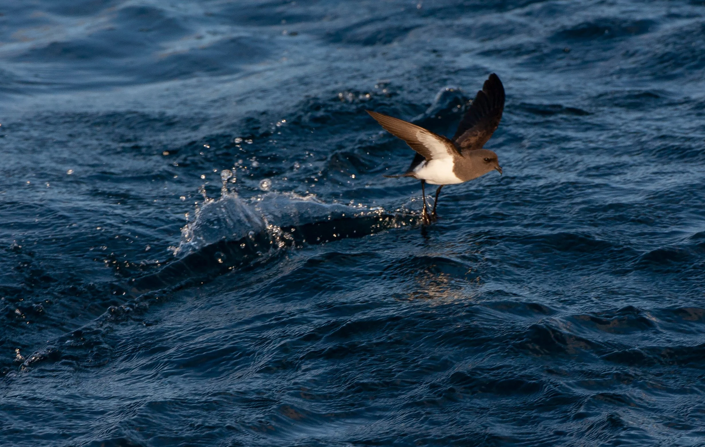 Aotearoa’s Seabird Superhighway: Meet the Takahikare Raro (New Zealand Storm Petrel)