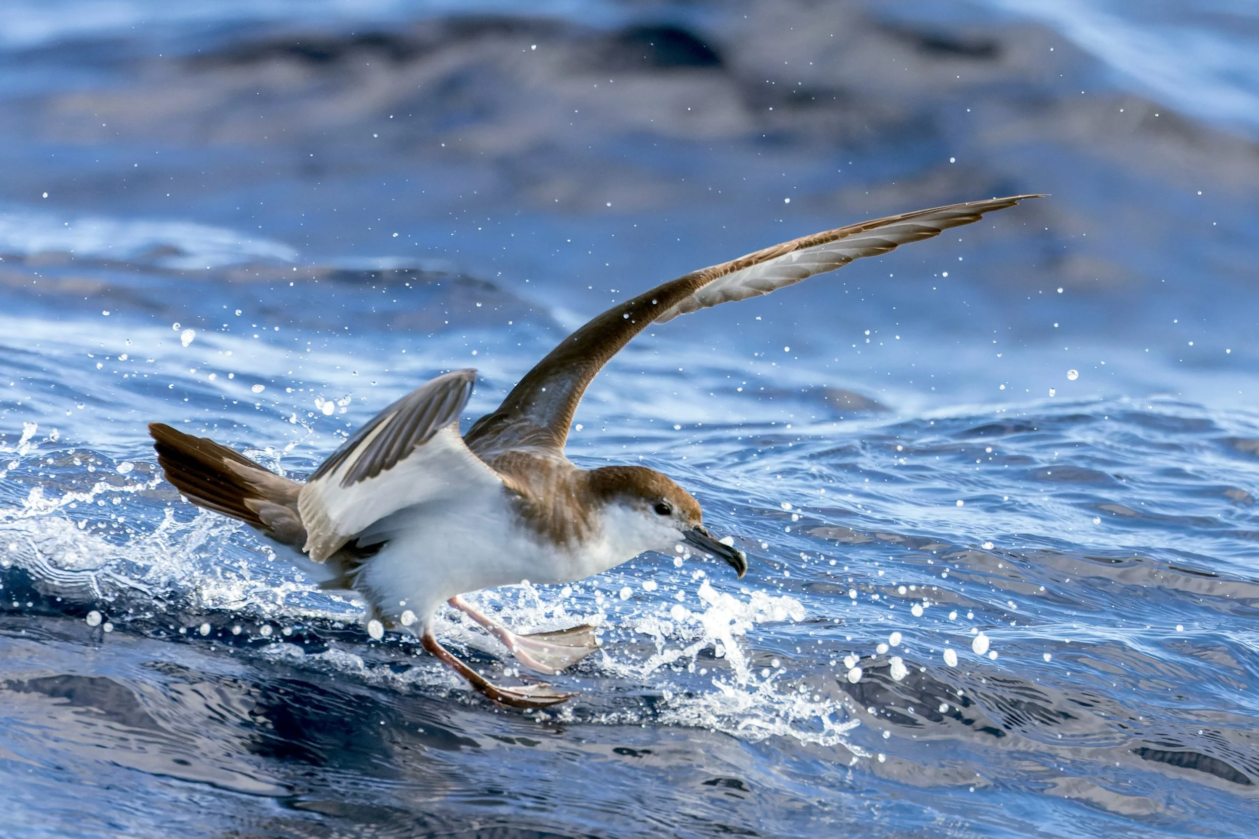 Aotearoa’s Seabird Superhighway: Meet the Pakahā and Rako (Fluttering and Buller’s Shearwaters)