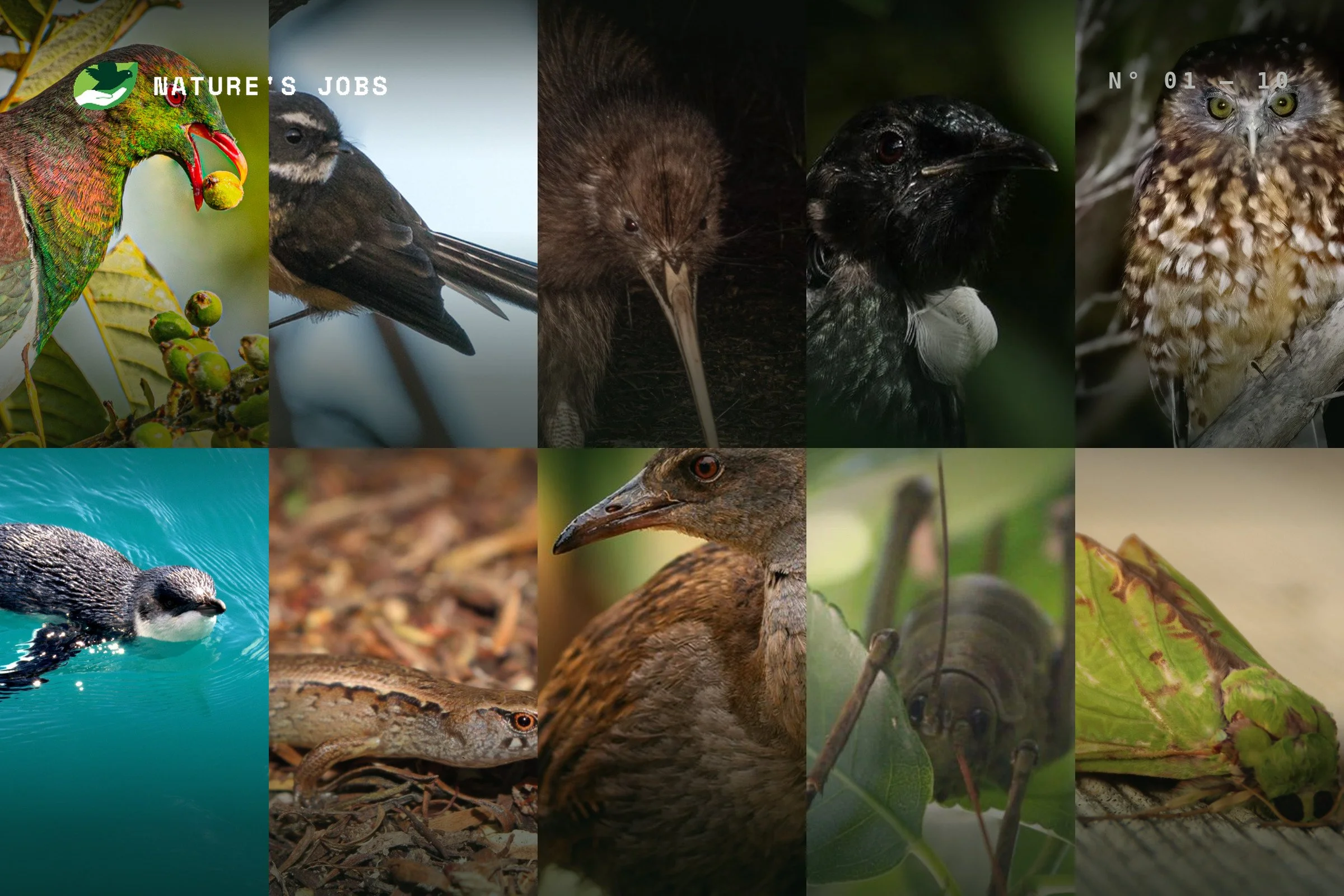 Nature's Jobs: meet the workforce keeping Waiheke running