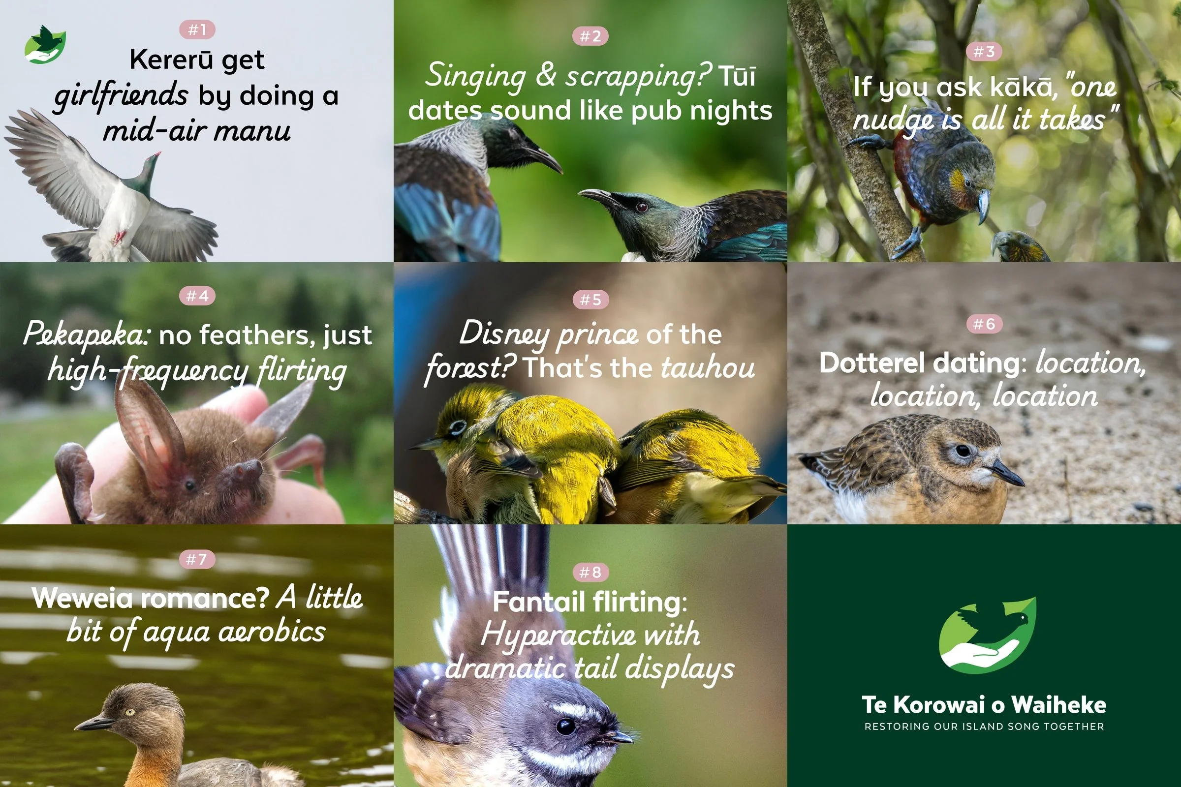 Feathered Flirtations: how Aotearoa’s birds do romance