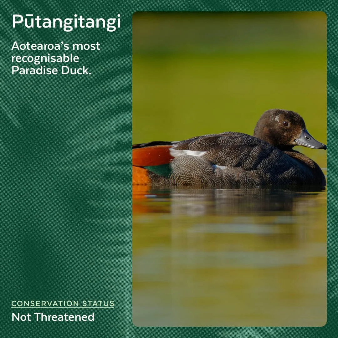 Pūtangitangi - Paradise Duck