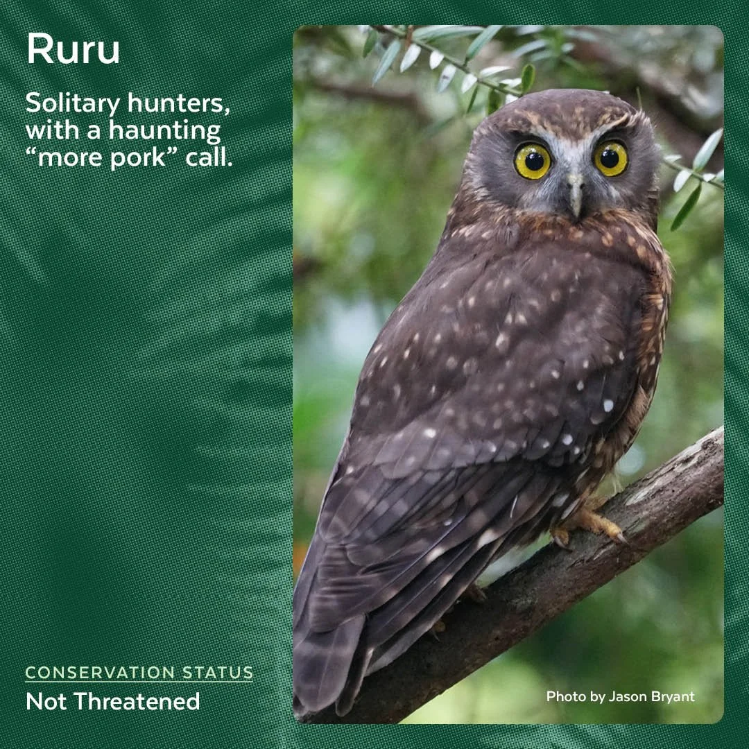 Ruru | Morepork
