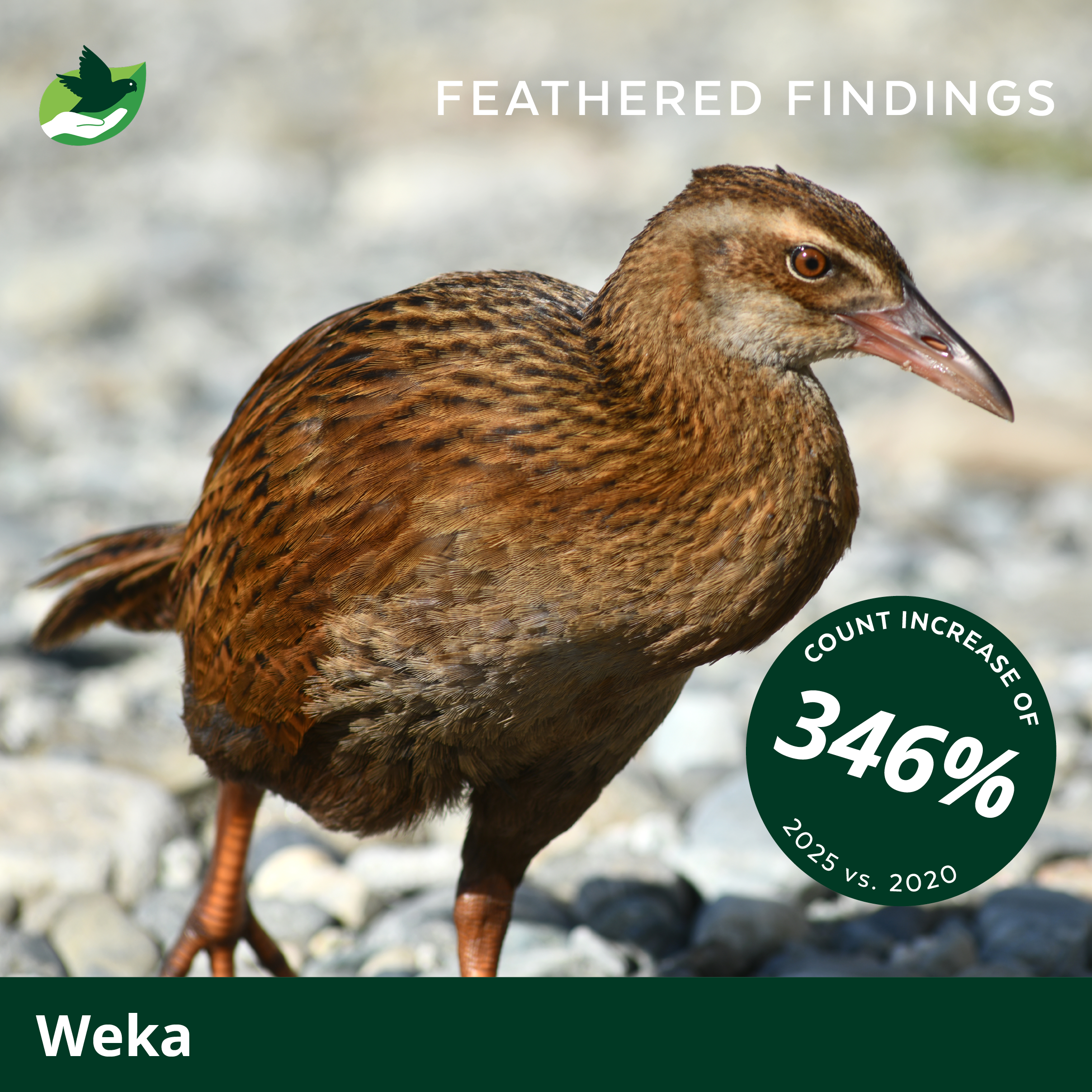 A close-up of a Weka bird standing on rocky ground with brown feathers, a curved beak, and dark eyes. Text indicates a 346% increase in count from 2020 to 2025, and the title reads "Feathered Findings."