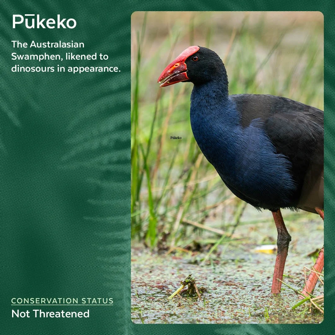 Pūkeko - Australasian Swamphen
