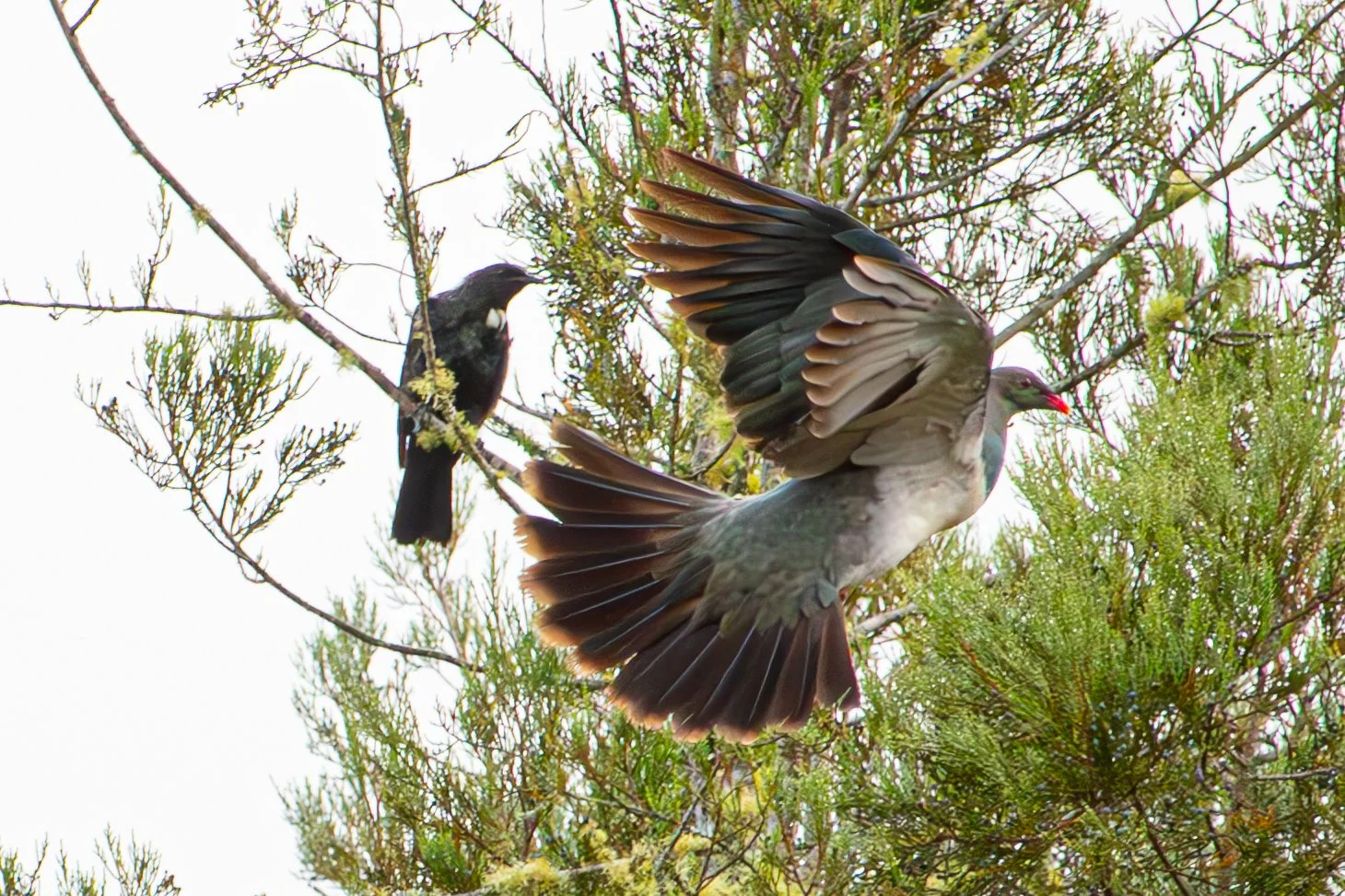 A bird with gray and black feathers and red beak flying near a smaller black and white bird perched on a branch amid green foliage.