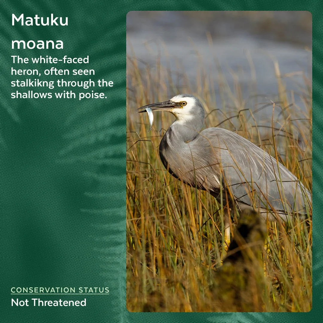 Matuku moana|White-faced Heron
