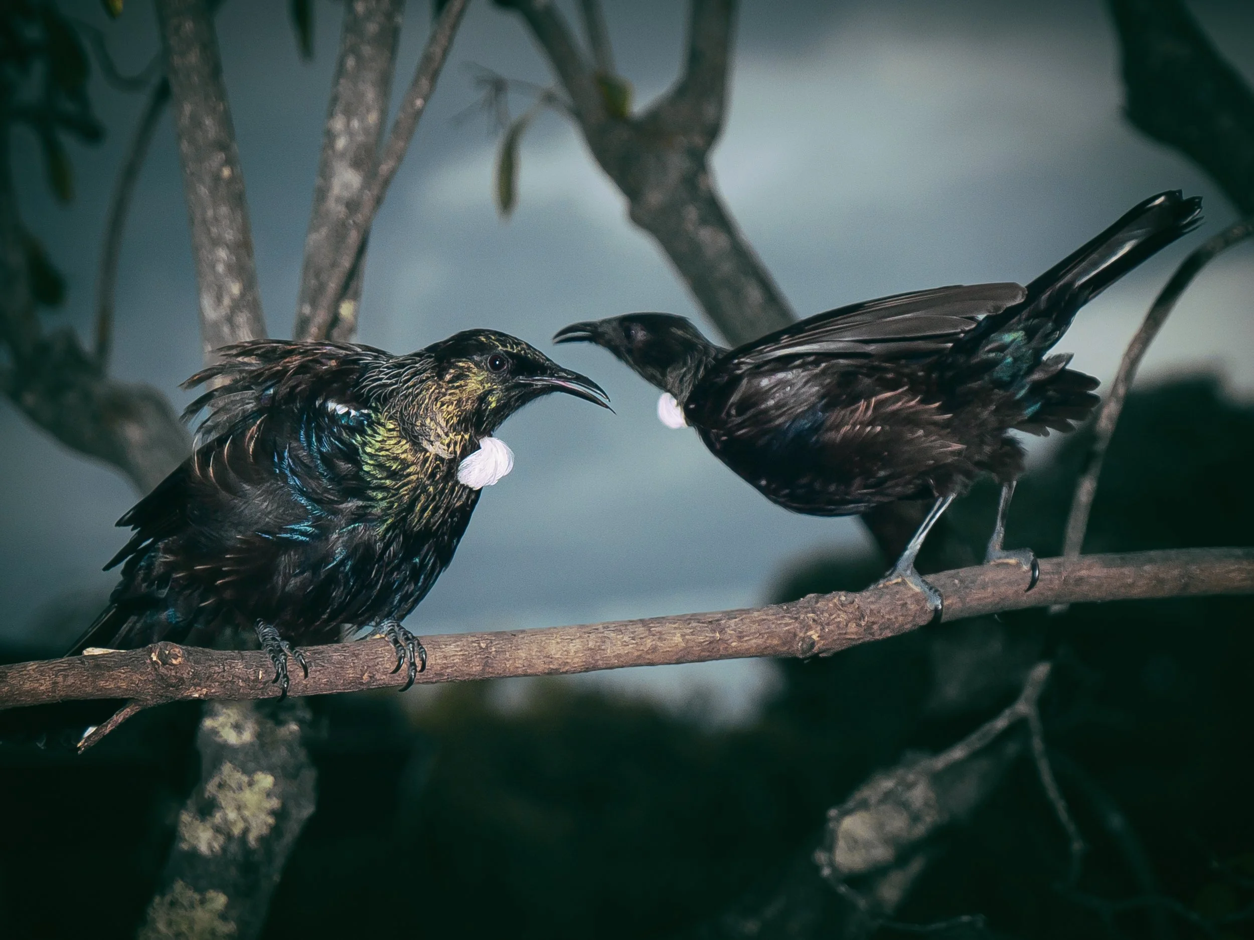 BackyardBirding-Ruth Anna Lawrence-RedBeach-Auckland-Feb-23.jpeg
