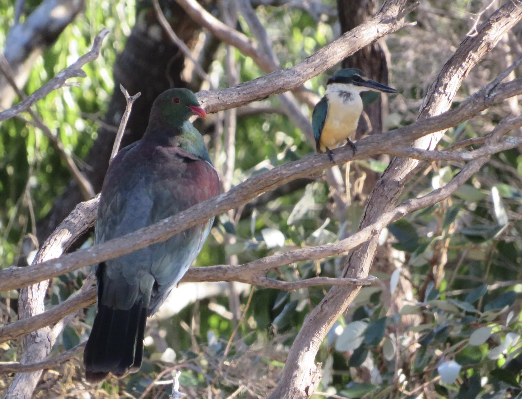 BackyardBirding-Patrice Dennis-Omiha-Waiheke-Feb-23.jpeg