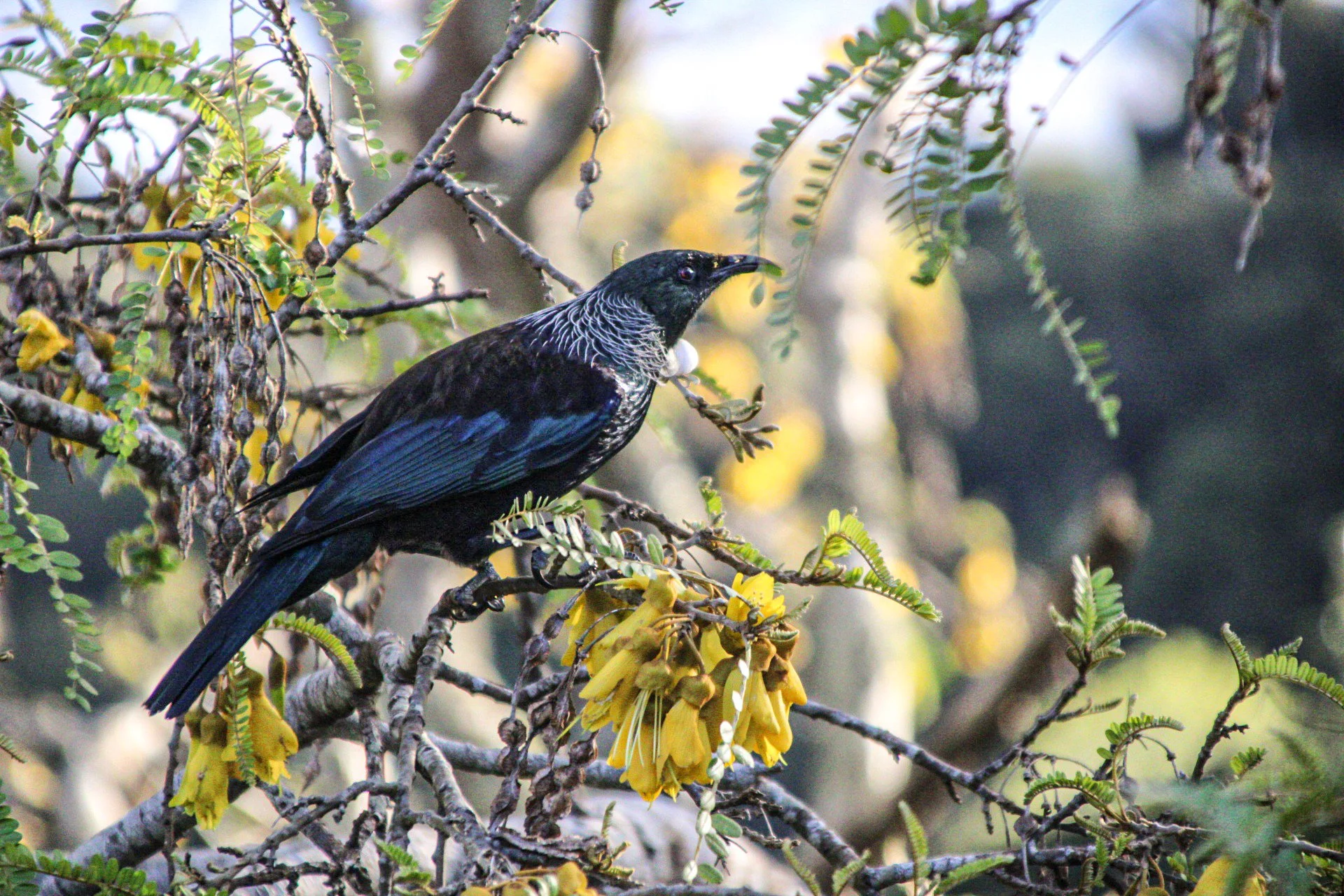 BackyardBirding-Cindy Arlandi-BeresfordAv-Waiheke-Feb023.jpeg