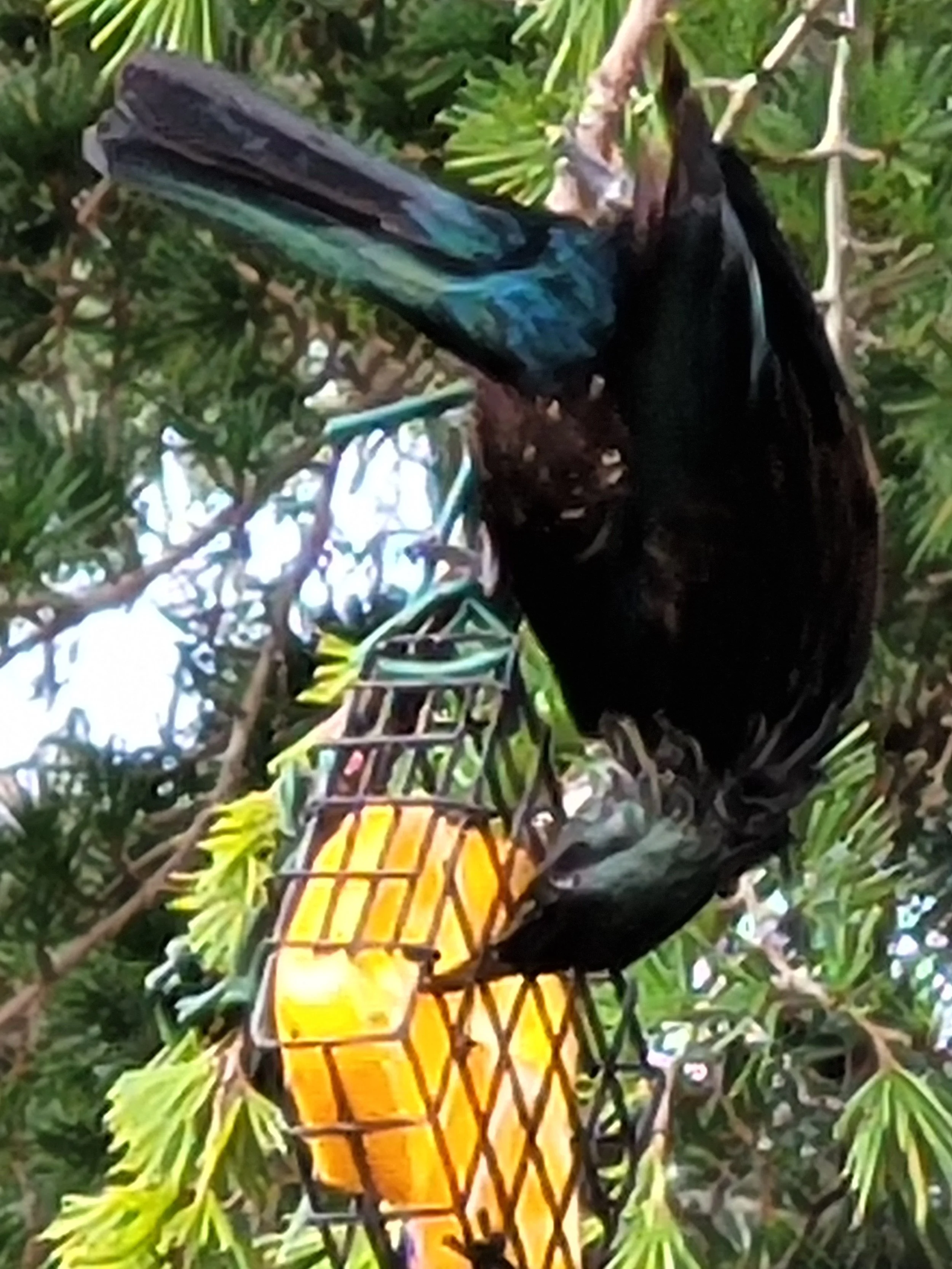 BackyardBirding-Torbay-Kim Nicholson-Feb-23.jpeg