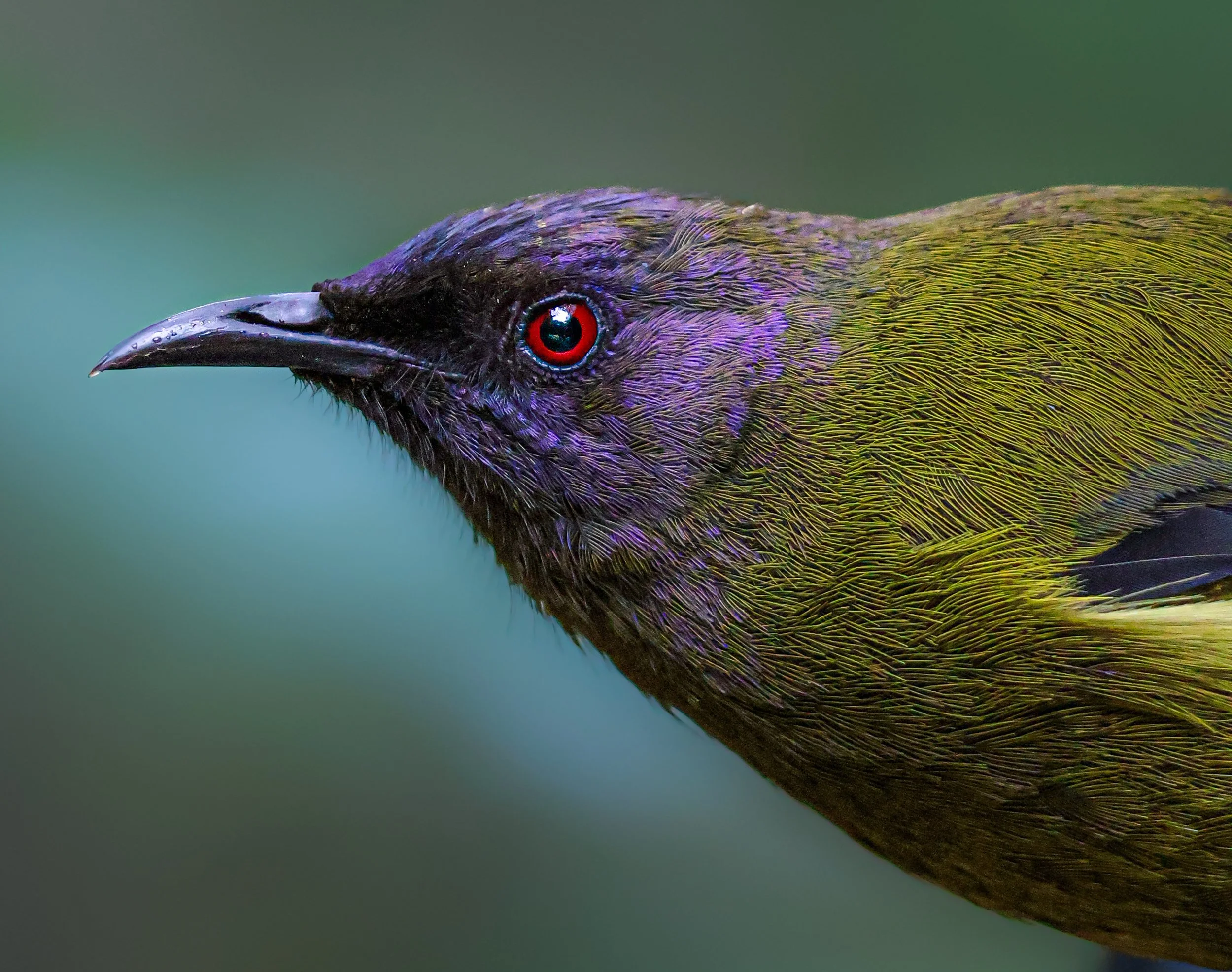 Close-up of a bird with iridescent purple, green, and black feathers, a black beak, and a bright red eye.