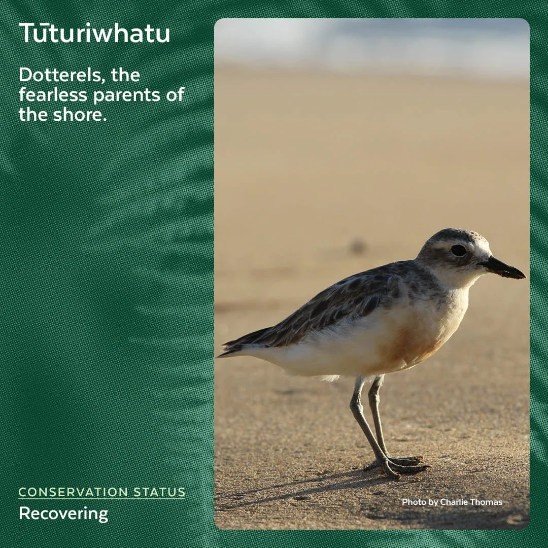Tūturiwhatu - New Zealand dotterels