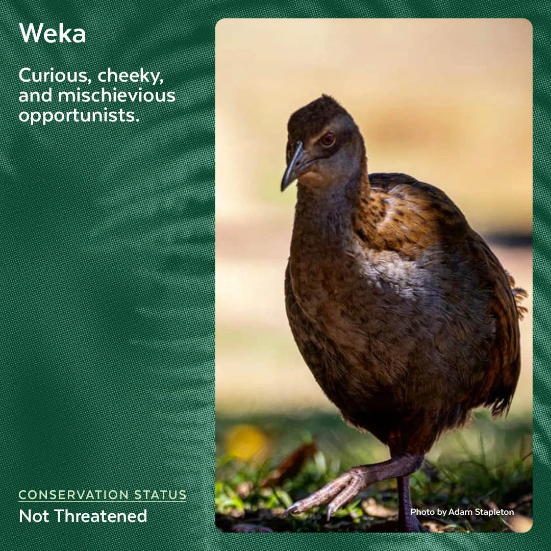 Weka