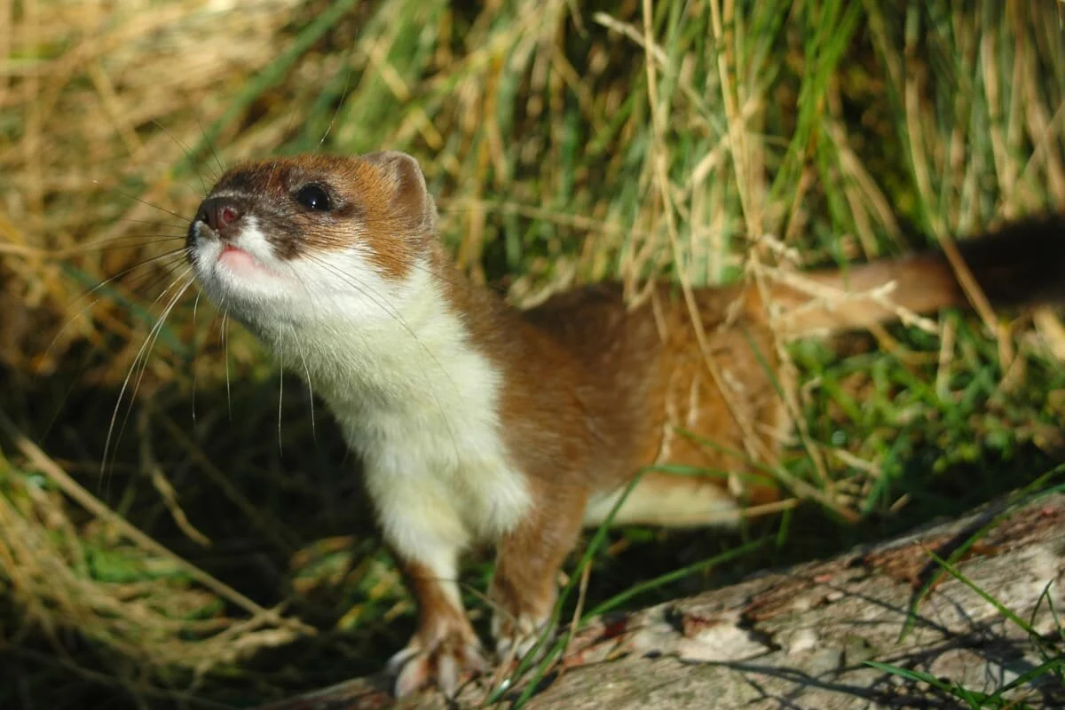 How Do Stoats Ensure They Have Enough Food For Winter? — Te Korowai o ...
