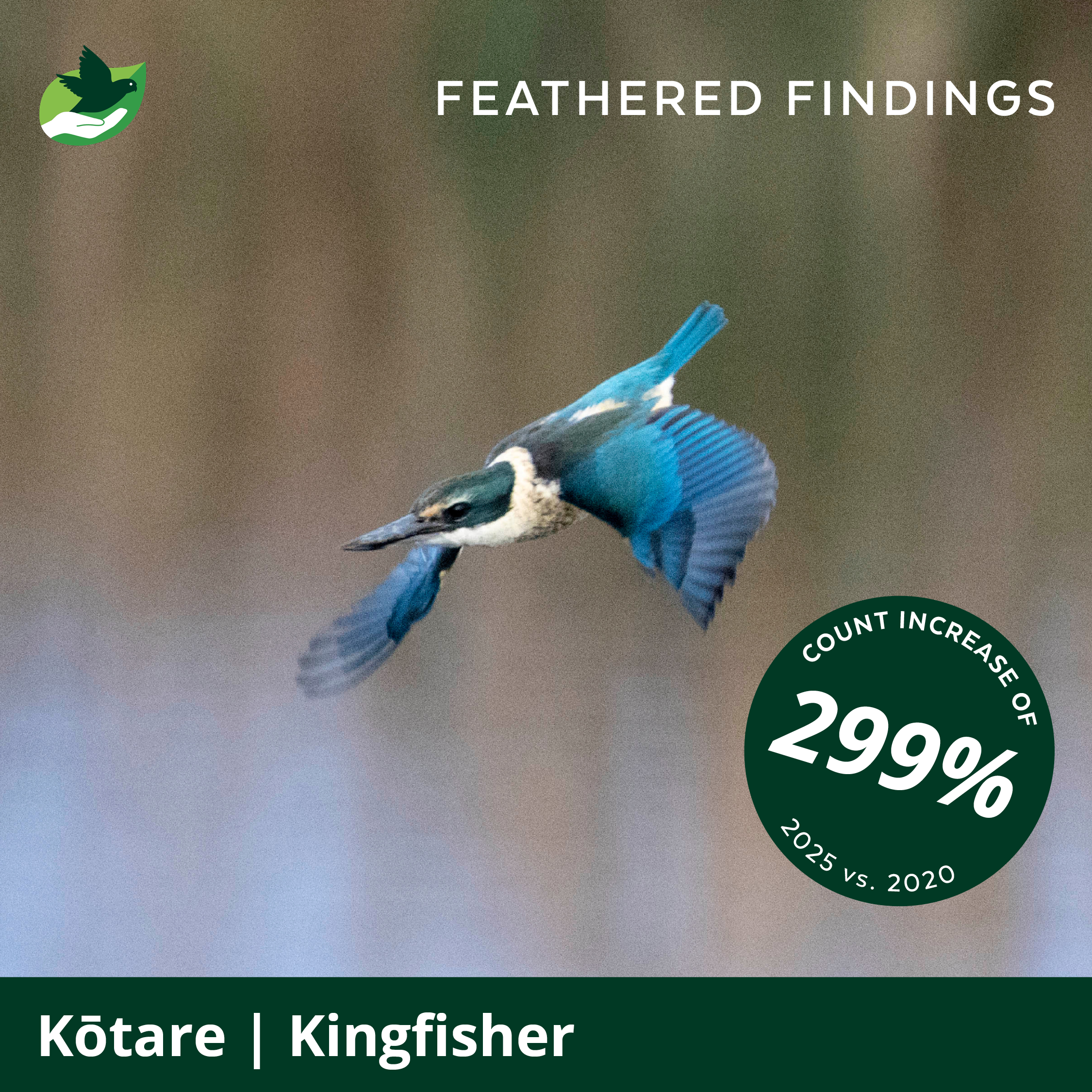 A kingfisher bird in flight with blue and green feathers, against a blurred natural background, related to feathered findings and wildlife conservation.