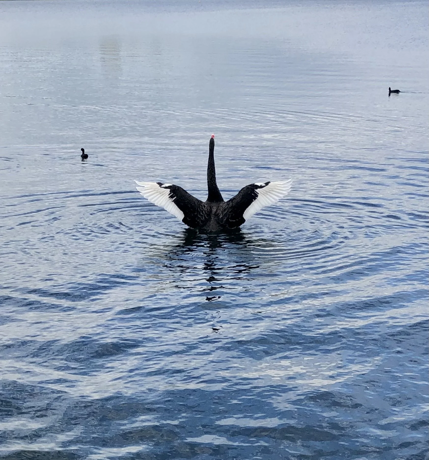 BackyardBirding-Alex Wellesley -LakePupuki-Feb-23.jpeg