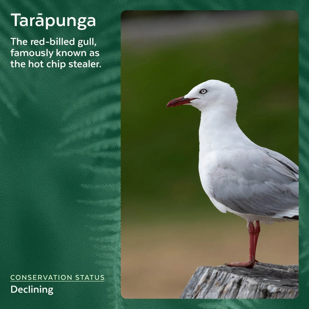 Tarāpunga - Red-billed Gull