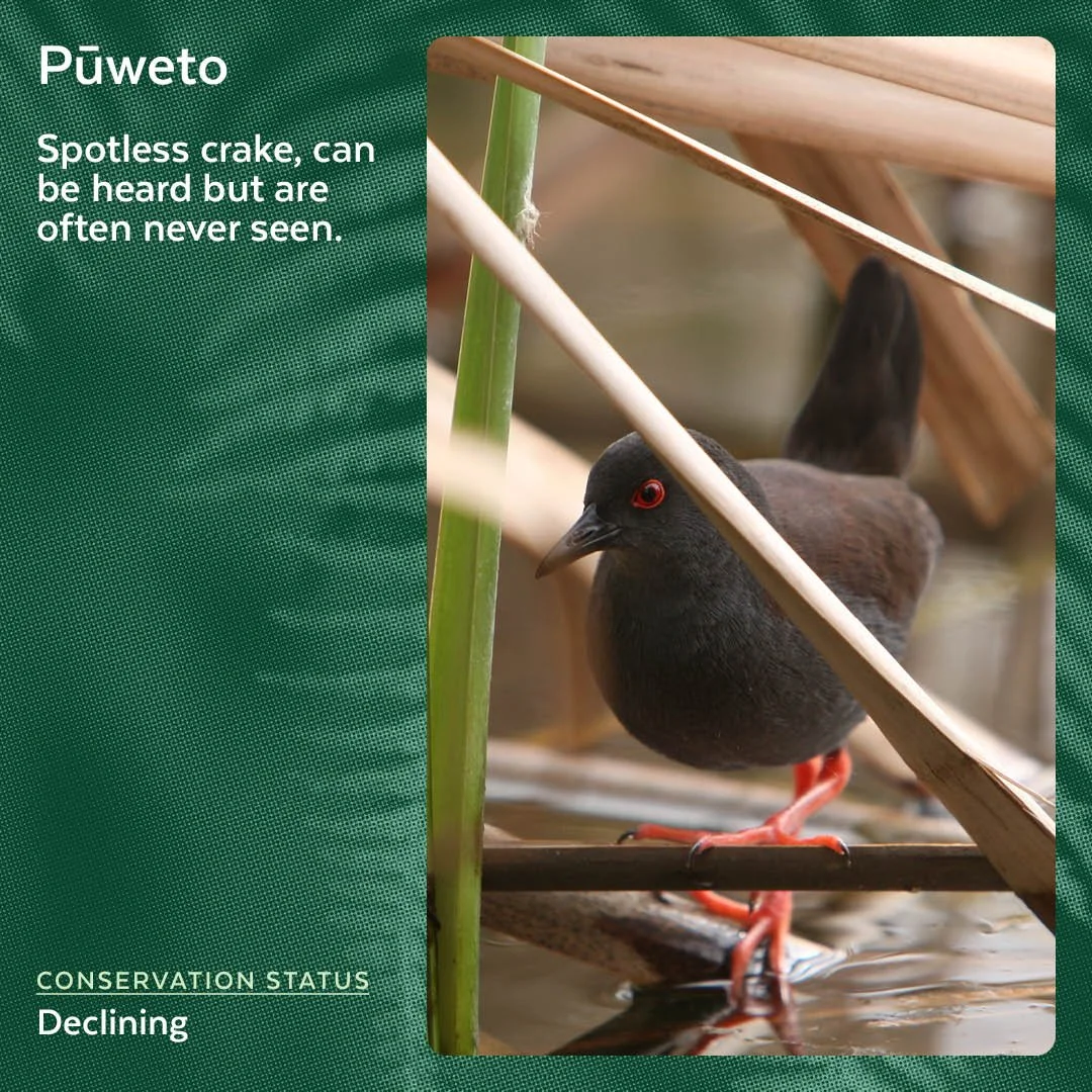 Pūweto - Spotless Crake