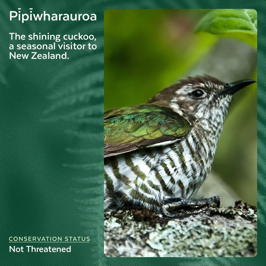 Pīpīwharauroa - Shining Cuckoo