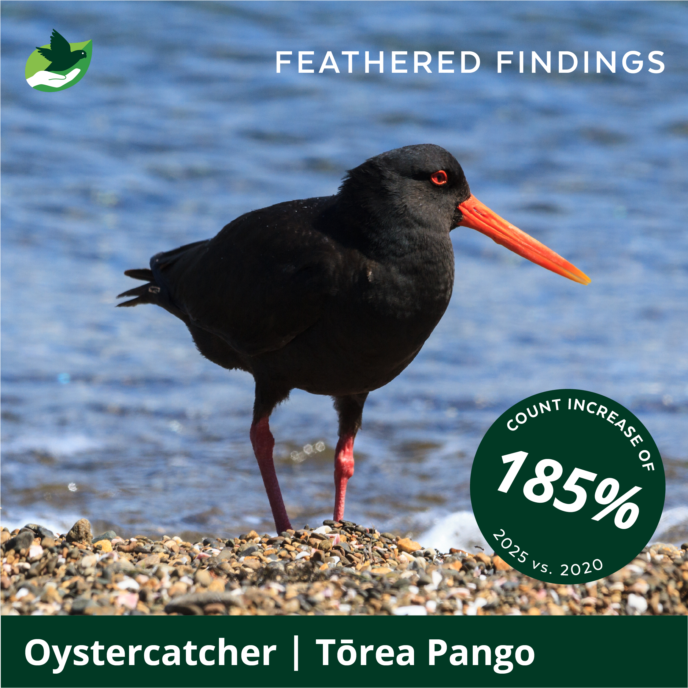 A black oystercatcher bird with a bright orange beak and pink legs standing on a pebbled shore near water, with the text 'Feathered Findings' and an infographic indicating an 185% increase in oystercatcher populations from 2020 to 2025.